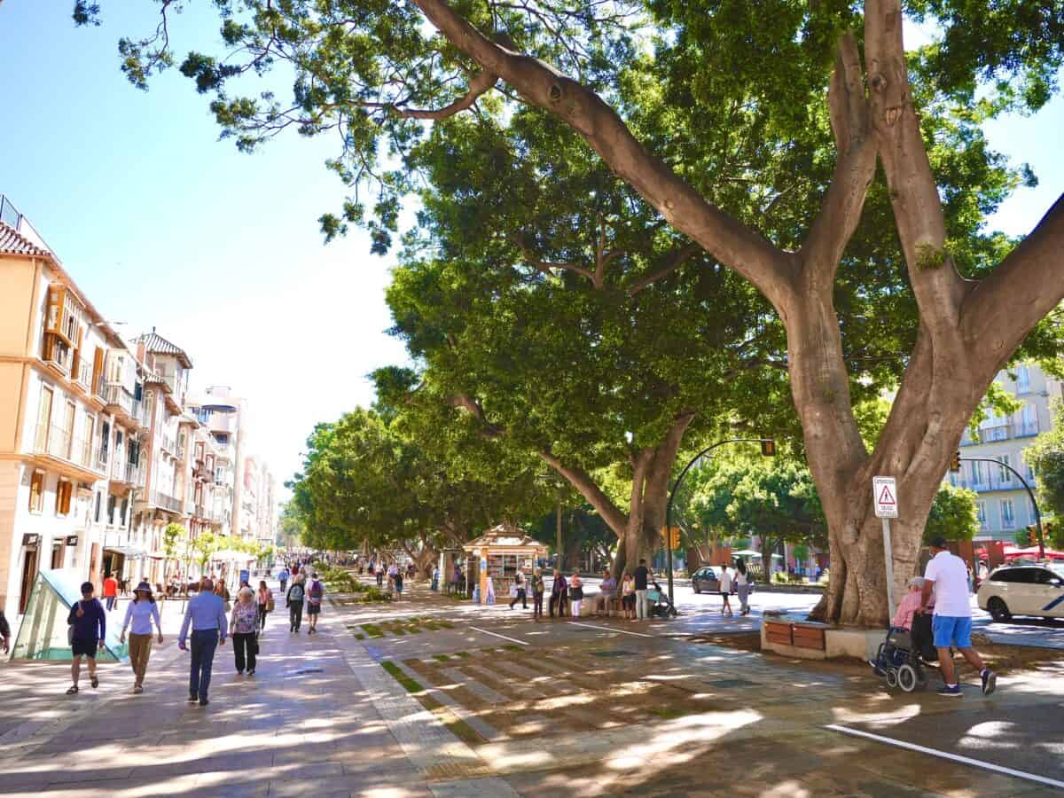 Tree in malaga