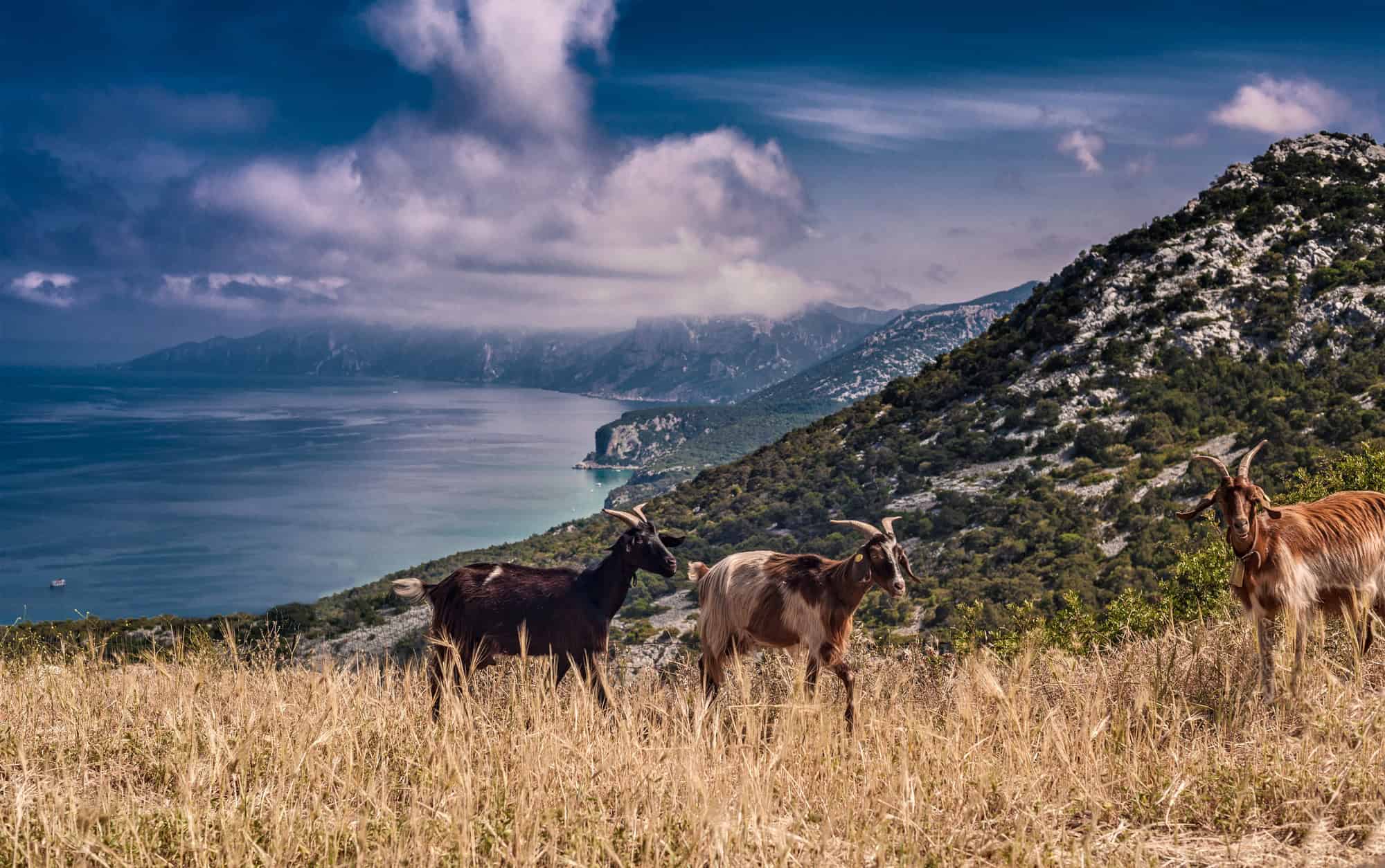 Chèvres sur une colline avec la mer en arrière-plan, Arbus, Sardaigne, Italie