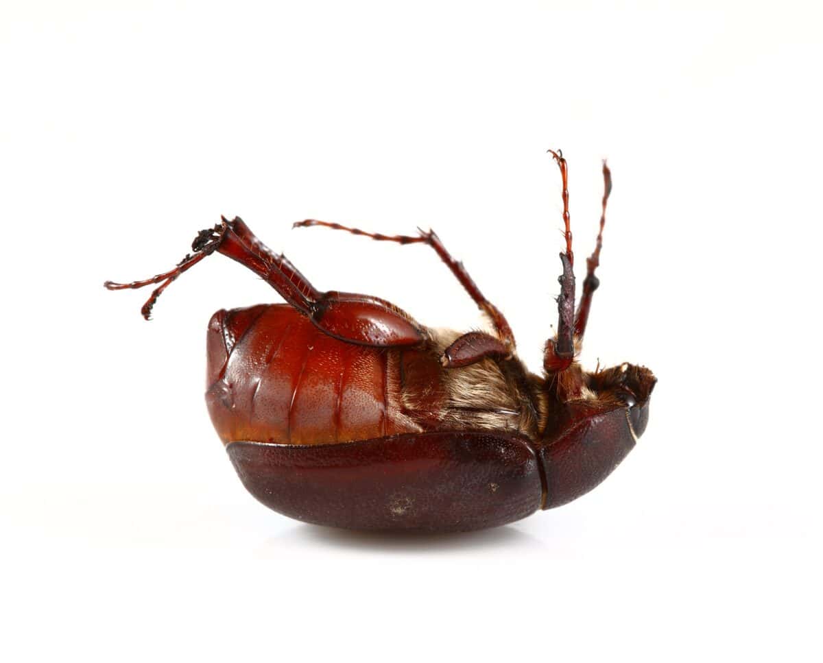 June Bug