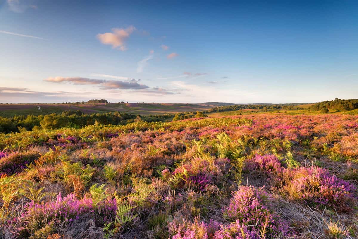 The New Forest in August