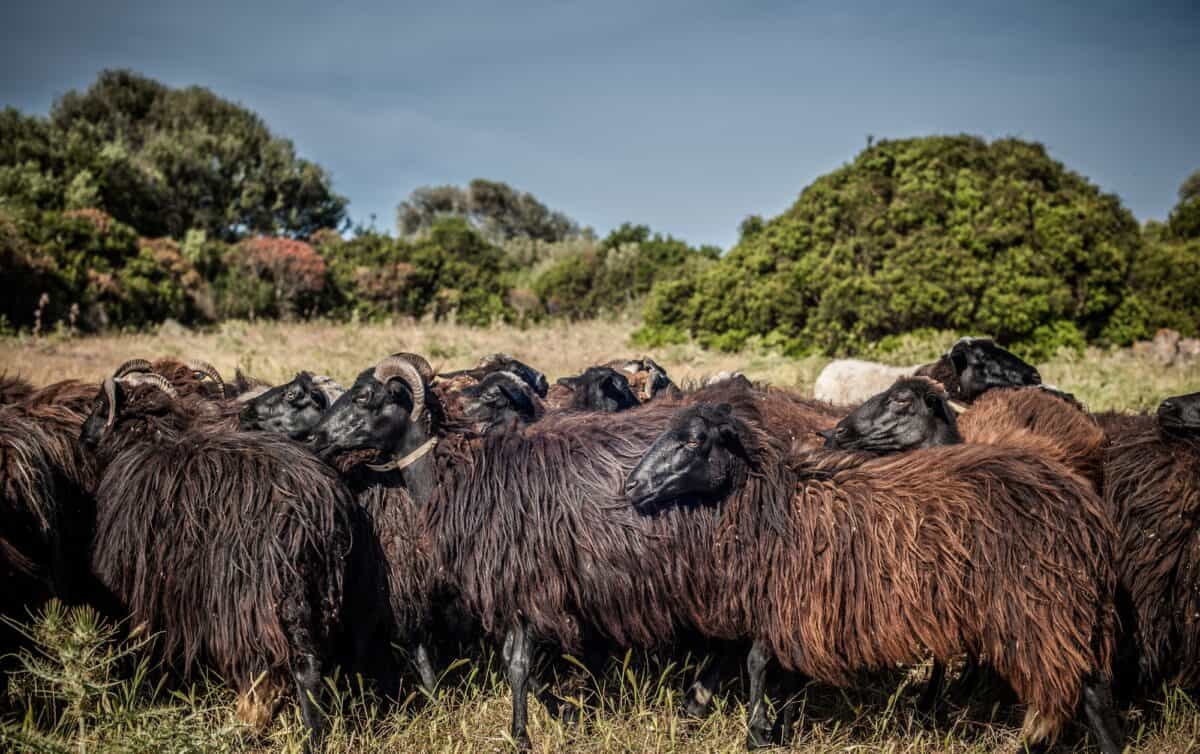 Sheep in field, Arbus, Sardinia, Italy