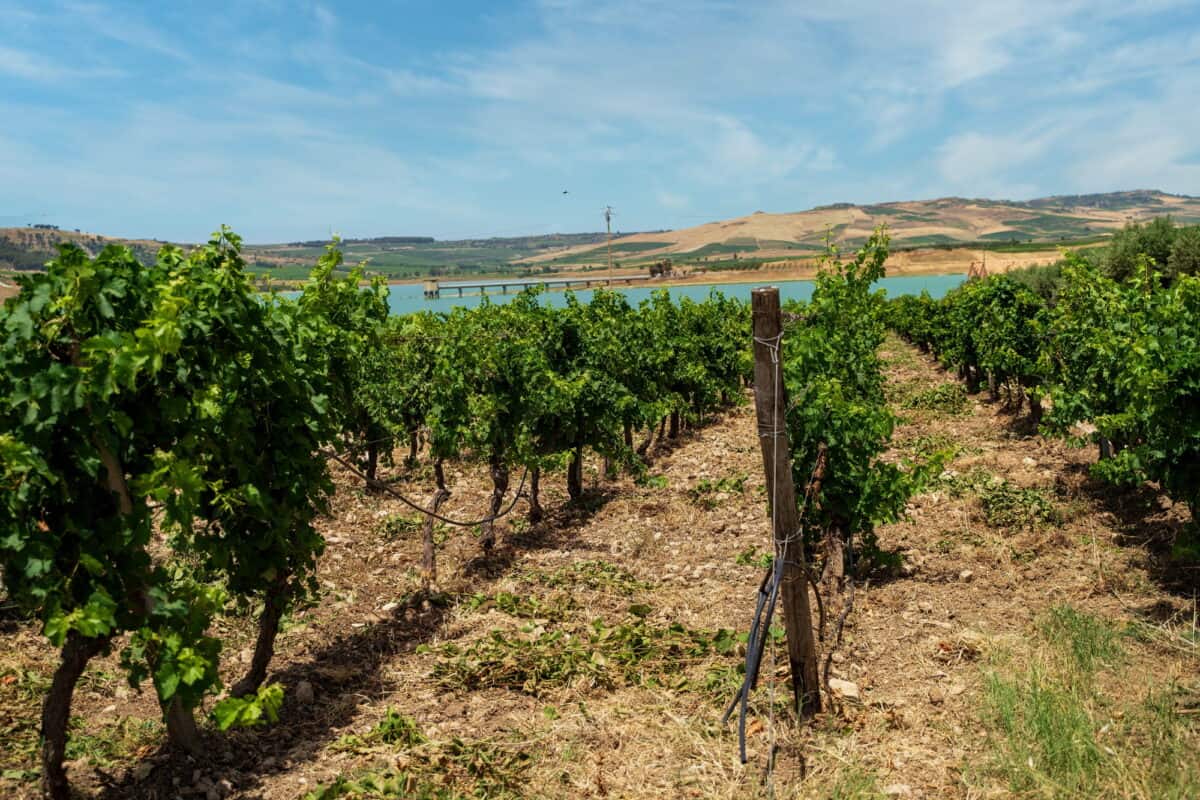 Vineyard near a Scenic Lake in Sicily, Italy
